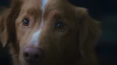 GOOD BOY Horror Film Puts Man's Best Friend In The Final Girl Role