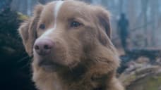 GOOD BOY Spoilers: Does The Dog Die? Find Out Here!