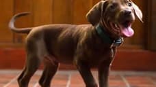 Scooby-Doo: Origins - Netflix Reveals New Look At Scoob & The Mystery Inc. Gang As Production Wraps