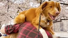 The First GOOD BOY Trailer Was So Popular The Film Has Switched From A Limited To Wide Theatrical Release