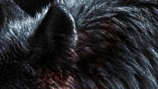 Werwulf: First Official Image From Robert Eggers' Medieval Horror Movie Released