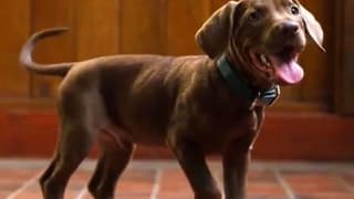 Scooby-Doo: Origins Netflix Reveals New Look At Scoob & The Mystery Inc. Gang As Production Wraps