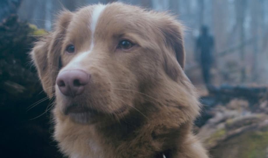 GOOD BOY Spoilers: Does The Dog Die? Find Out Here!