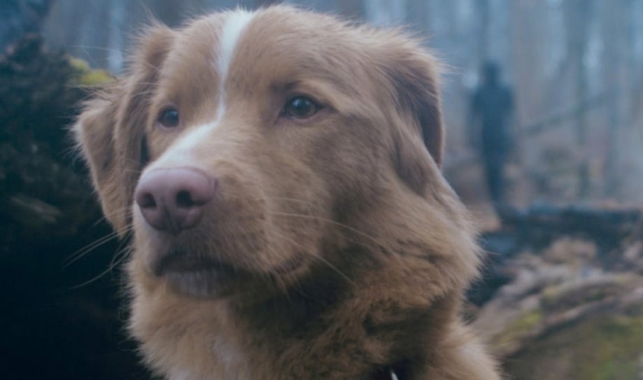 GOOD BOY Spoilers: Does The Dog Die? Find Out Here!