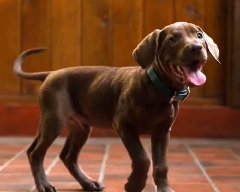 Scooby-Doo: Origins - Netflix Reveals New Look At Scoob & The Mystery Inc. Gang As Production Wraps