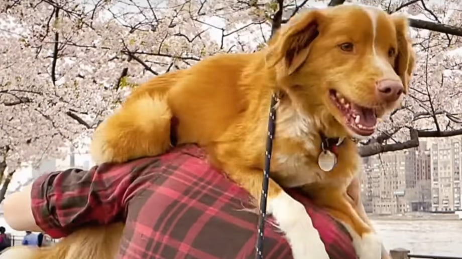 The First GOOD BOY Trailer Was So Popular The Film Has Switched From A Limited To Wide Theatrical Release